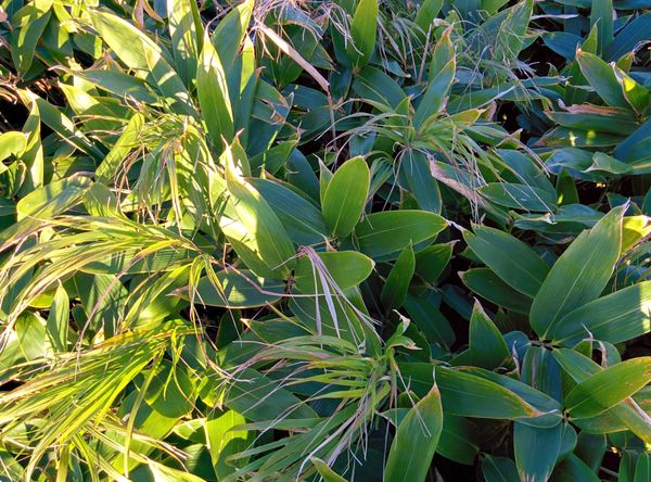 Dwarf bamboo
