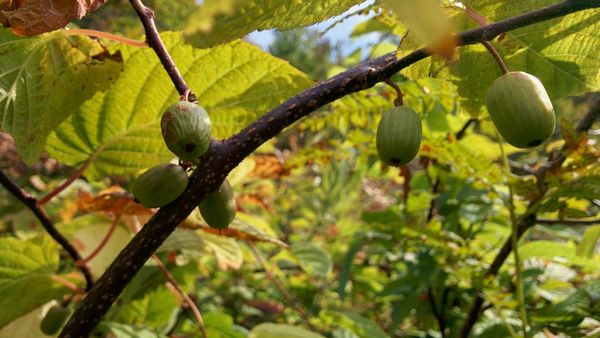 Kiwi berries (Actinidia)