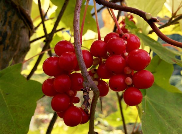 Magnolia berry